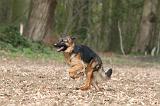 BERGER ALLEMAND 1163
